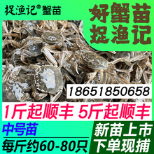 中号淡水大闸蟹苗鲜活河蟹苗毛蟹苗螃蟹苗江苏长江中华绒螯螃蟹苗