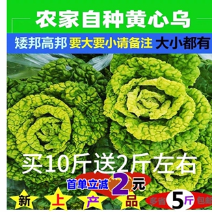 霜冻黄心乌乌塌菜菊花心新鲜白菜卷芯菜火锅蔬菜鸡窝菜黄心菜