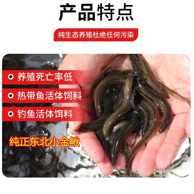 钓鱼东北泥鳅筏钓路亚