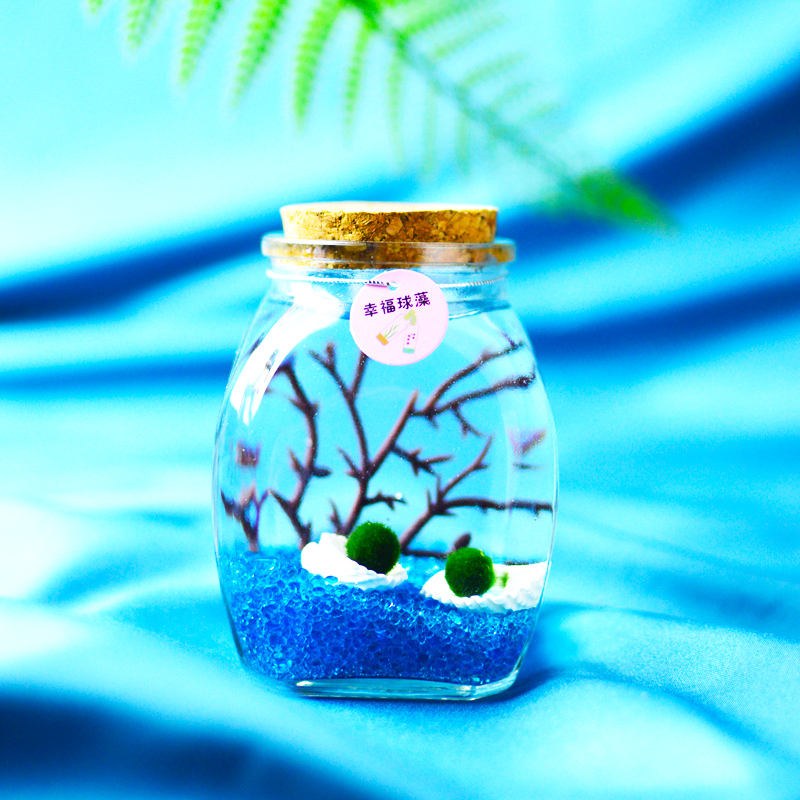 幸福海藻球桌面萌系绿植陪伴你