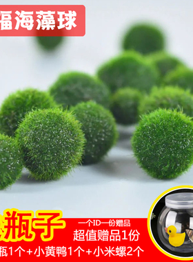 marimo马里莫海藻球生态瓶微景办公室桌面宠物水培植物绿藻球水草