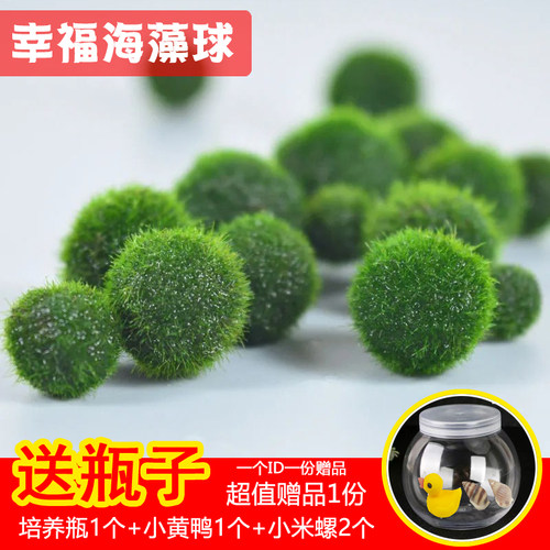 桌面上饲养一颗萌萌海藻球陪伴你