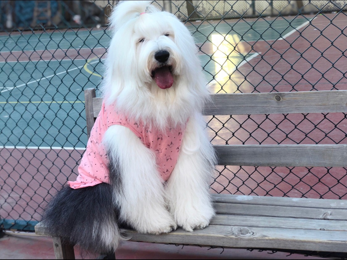 定制中大型犬巨贵古牧金毛衣服