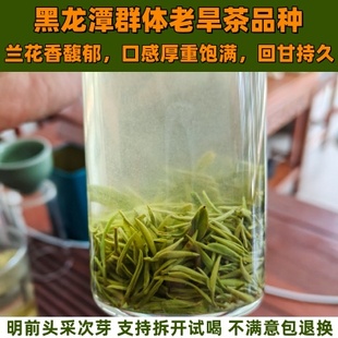 (黑龙潭兰花香）2026新茶信阳毛尖头采一级春茶高山绿茶信阳特产