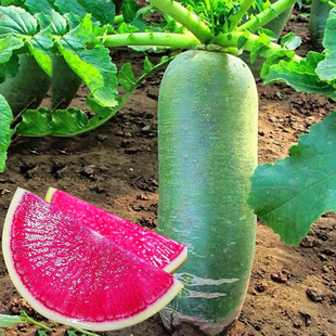 农家新鲜青皮红心萝卜种籽甜脆红心水果萝卜种子生吃蔬菜种籽大全