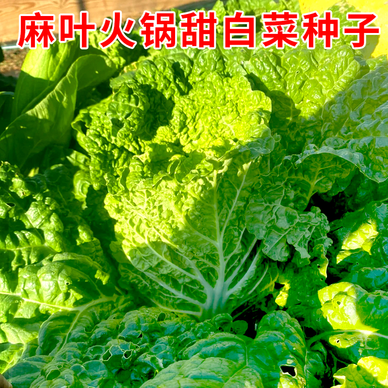 大白菜种子麻叶火锅甜白菜种籽