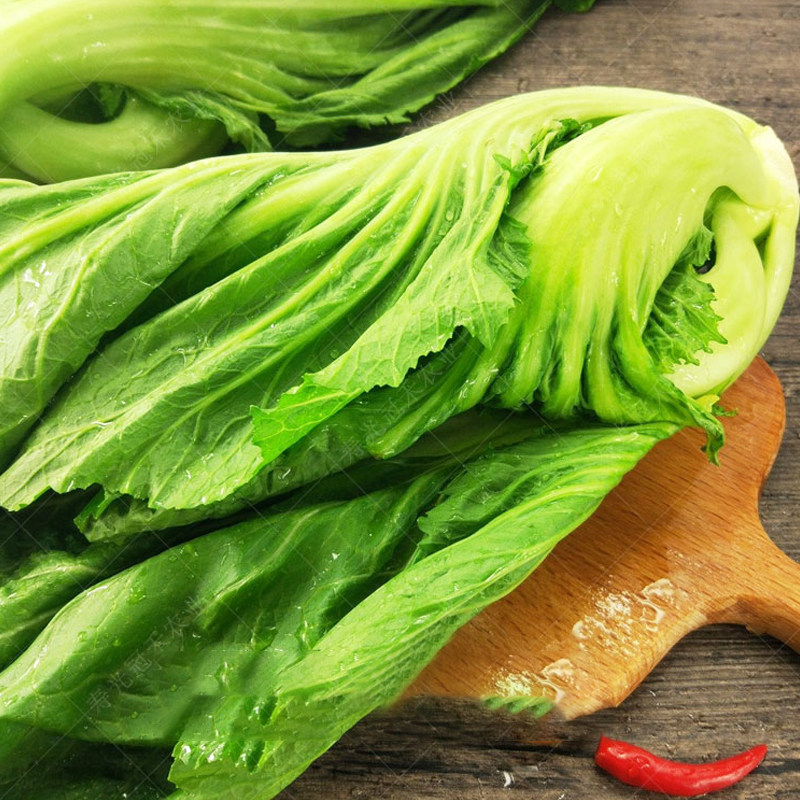 高钙菜种籽大肉包心芥菜种子卷心盖菜荠菜种孑秋冬四季蔬菜阳台种