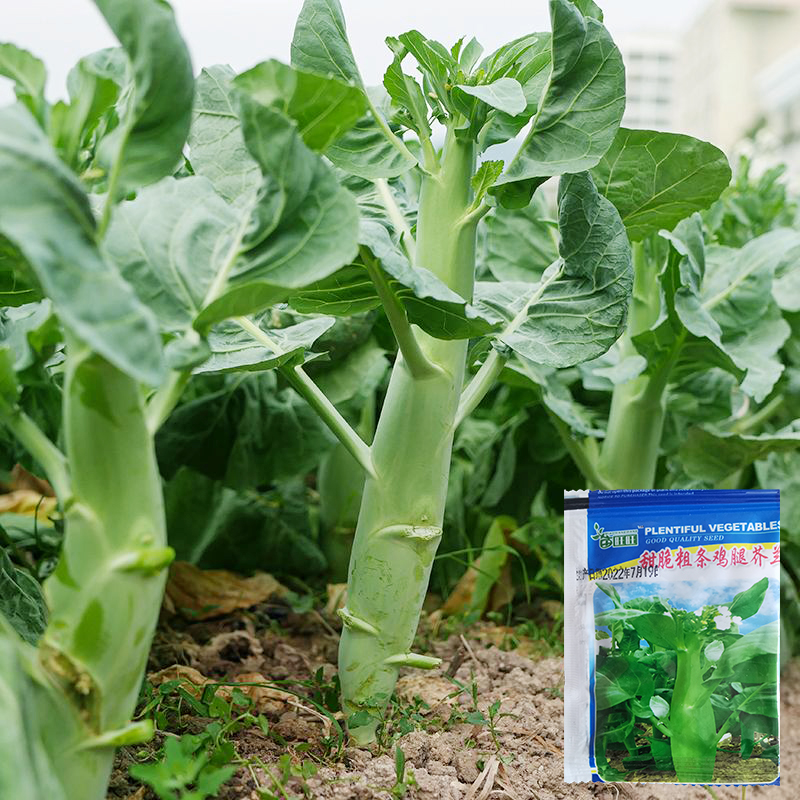 高产菜籽甜脆鸡腿芥蓝四季蔬菜