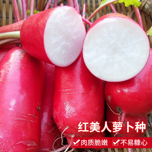 肉质脆嫩红美人萝卜种子蔬菜种孑
