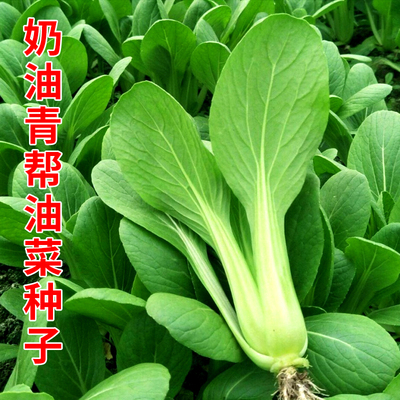 上海青种籽奶油青帮油菜种子