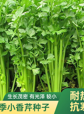 香味浓郁四季小香芹种子耐热抗寒