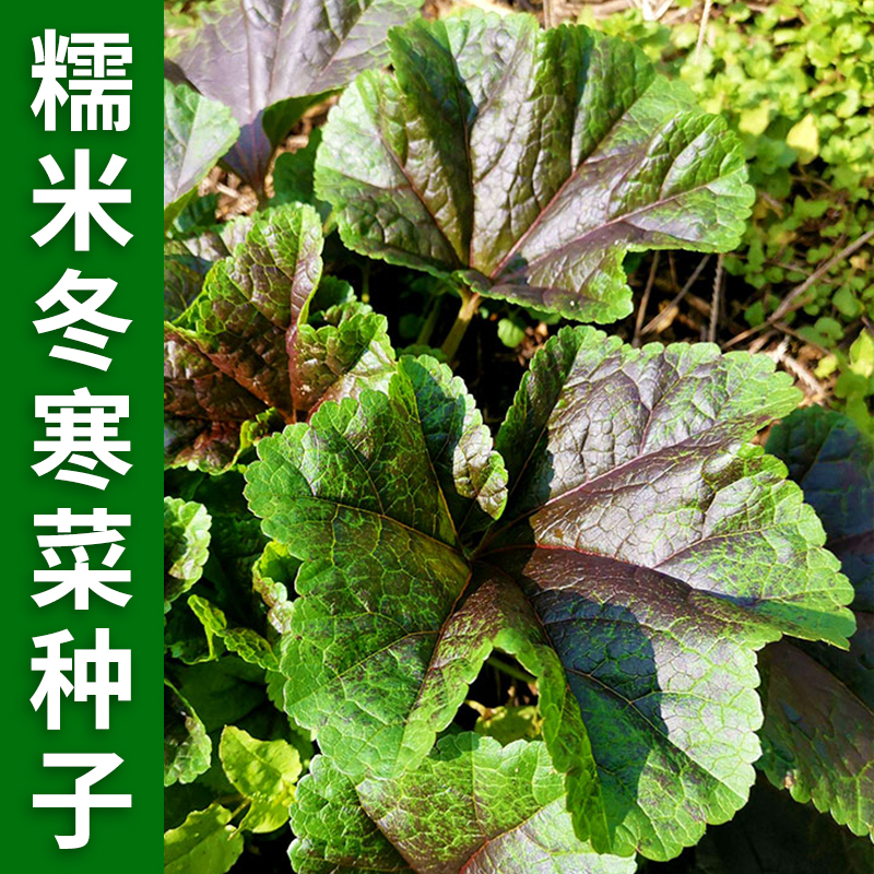 冬苋菜种子糯米冬寒菜种籽