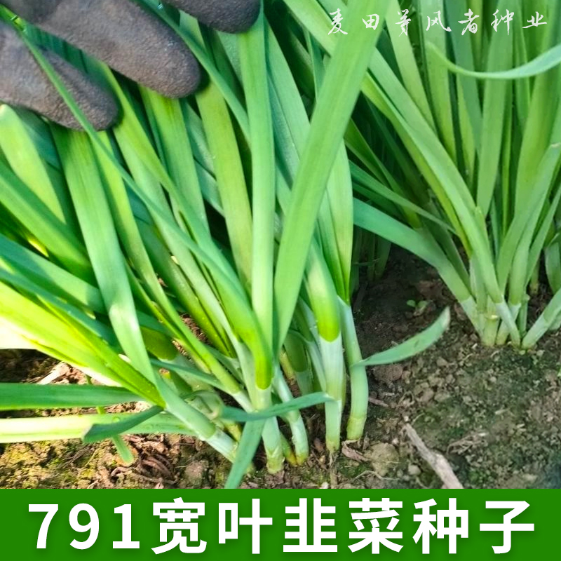 791韭菜种子四季宽叶韭菜雪韭菜种籽根阳台盆栽种植耐热寒蔬菜种