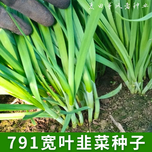 四季宽叶791雪韭菜种子根阳台盆栽庭院农家作物播种植疏蔬菜种籽