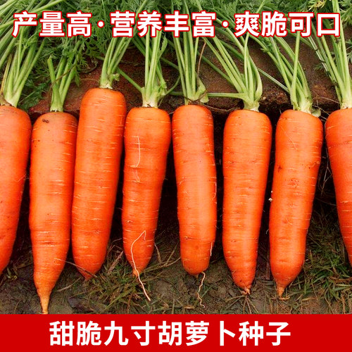 脆甜甜脆九寸胡萝卜水果蔬菜蔬菜