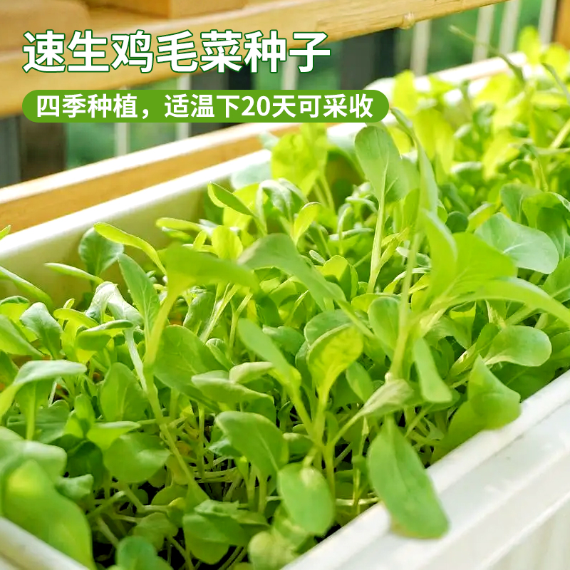 易种易活速生鸡毛菜种子阳台盆栽