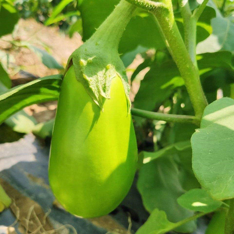 西安绿茄种子绿皮茄子 绿茄灌籽少春夏季播蔬菜籽春季播绿茄子