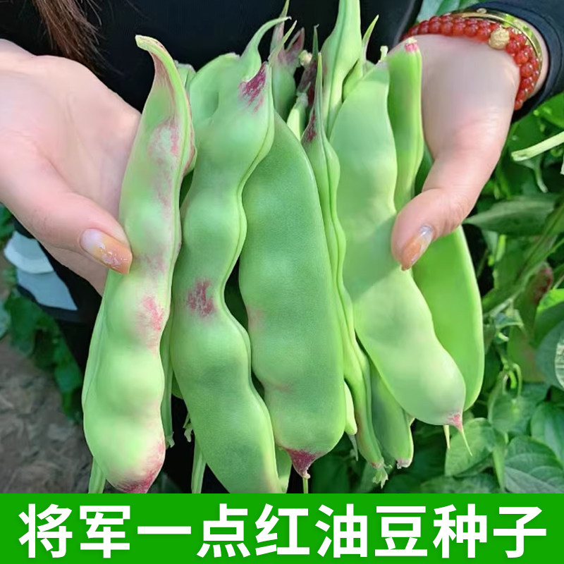 将军一点红油豆种子东北豆角芸豆图片