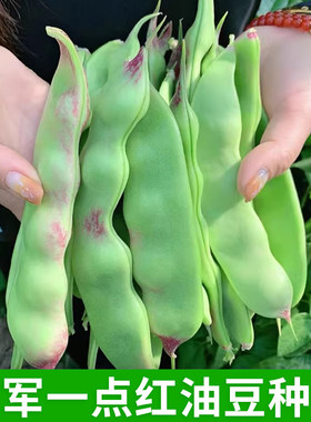 将军一点红油豆种子东北豆角芸豆