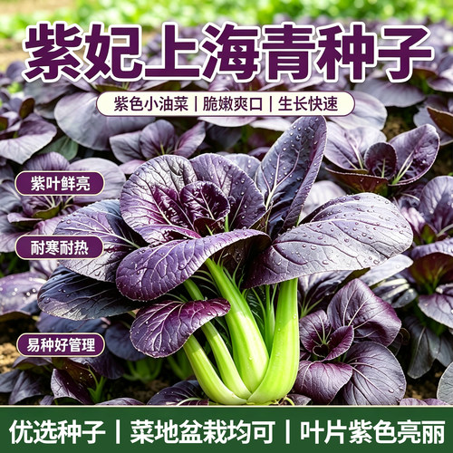 四季种植紫妃上海青种速生小青菜