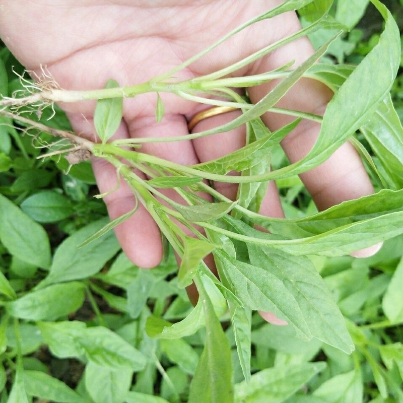 青柳叶苋菜种籽小尖叶玉米菜种耐热白苋菜种孑阳台家庭盆栽蔬菜种-封面