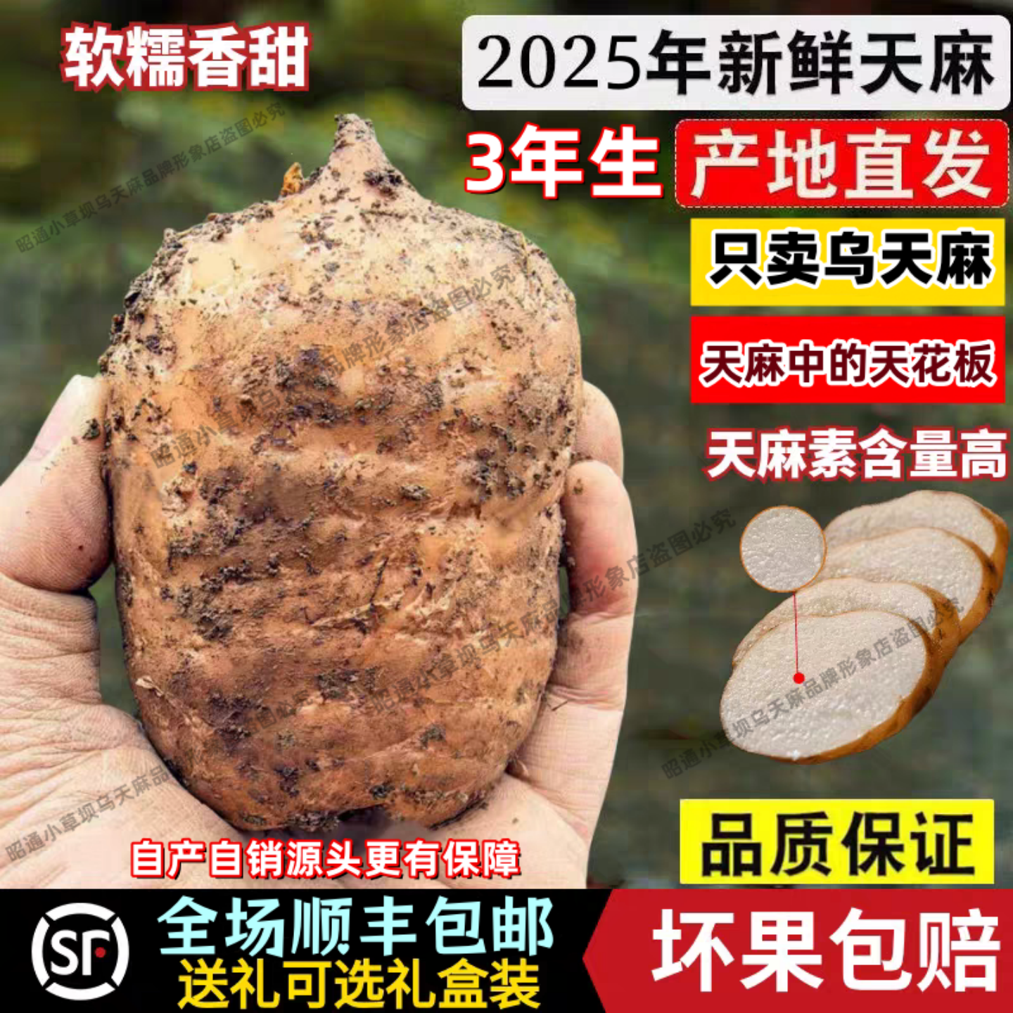 2025年新货云南昭通小草坝现挖天麻野生特级新鲜乌天麻煲汤治头疼