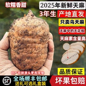 2026年新货云南昭通小草坝现挖天麻野生特级新鲜乌天麻煲汤治头疼