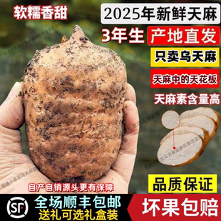 2025年新货云南昭通小草坝现挖天麻野生特级新鲜乌天麻煲汤治头疼