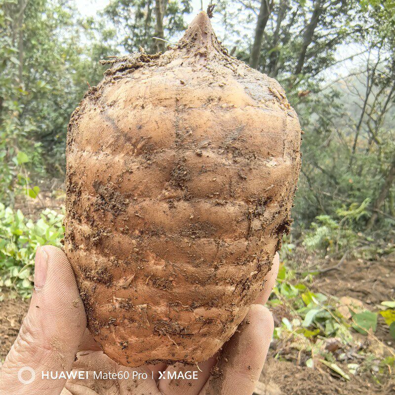 新鲜乌天麻云南昭通小草坝天麻野生特级三年生现挖带泥发货非干货