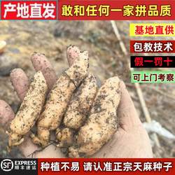 云南昭通小草坝天麻种子零代天麻正宗乌天麻苗子特级非杂交天麻籽