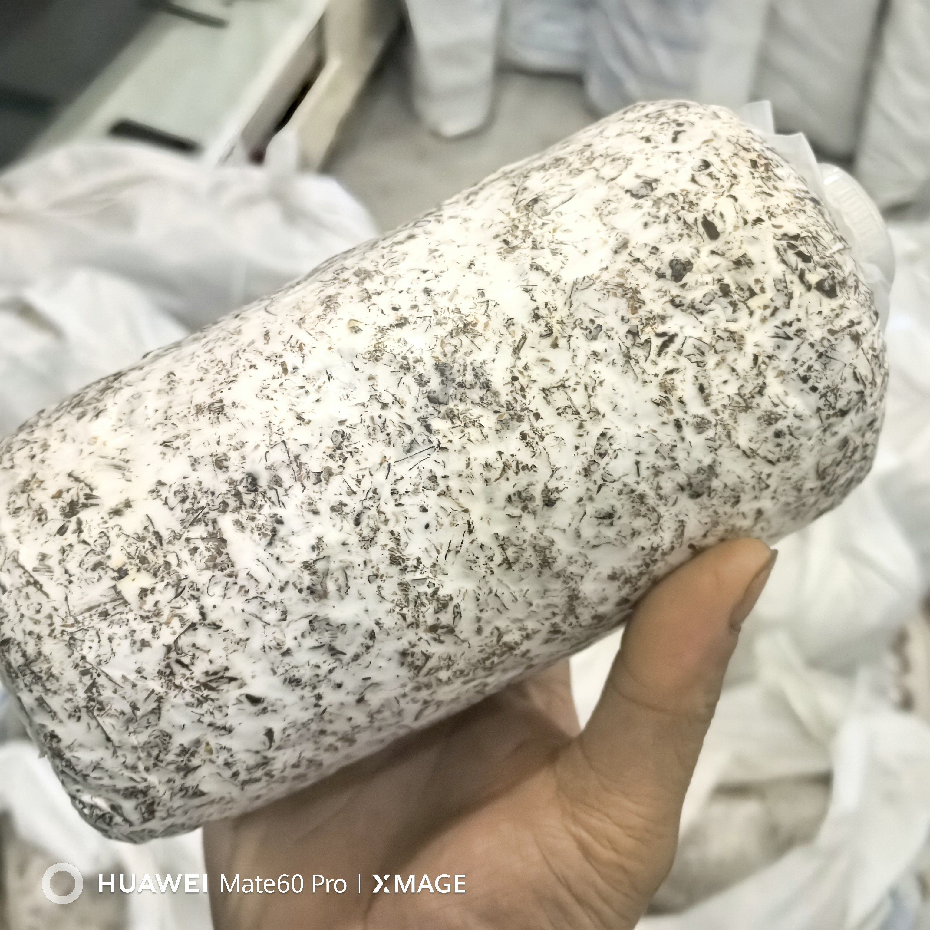 特级蜜环菌云南昭通天麻种植专用萌发菌天麻共生棉籽菌乌天麻种植