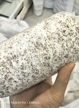 特级萌发菌云南昭通天麻种植专用培育天麻两菌共生菌乌天麻种植菌