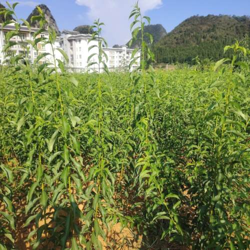 贵州六马蜂糖李苗 嫁接蜂糖李苗 原产地蜂糖李苗 保证品质