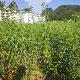 保证品质 原产地蜂糖李苗 贵州六马蜂糖李苗 嫁接蜂糖李苗