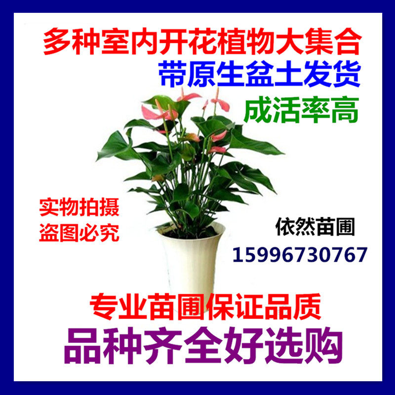 多种室内开花植物组合 红掌杜鹃一品红大丽花仙客来三角梅康乃馨在类目 鲜花速递/花卉仿真/绿植园艺, 花卉/绿植盆栽（新）, 花卉中 - 来自Buy2taobao.com提供专业的淘宝代购服务