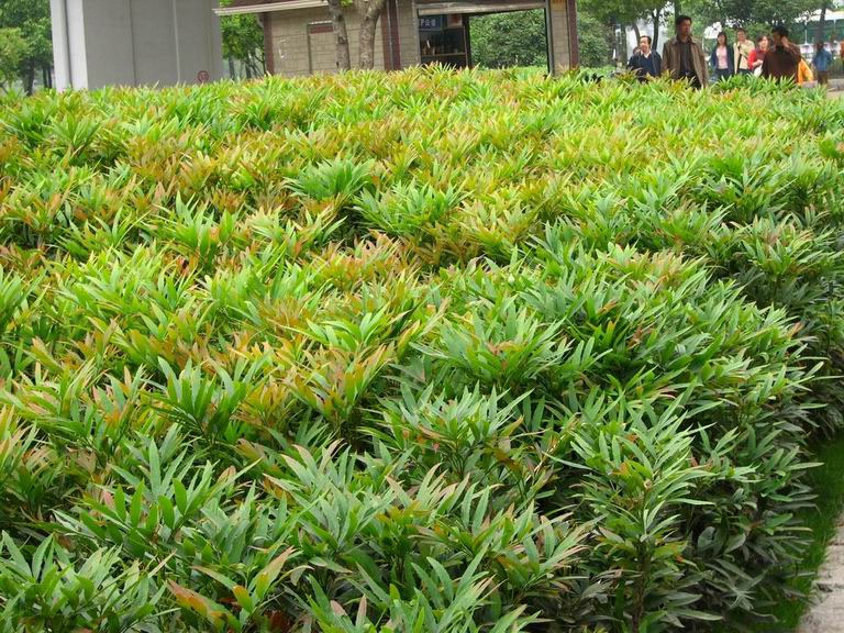 狭叶十大功劳绿化树苗花苗木庭院小区园林绿化 四季常青庭院植物