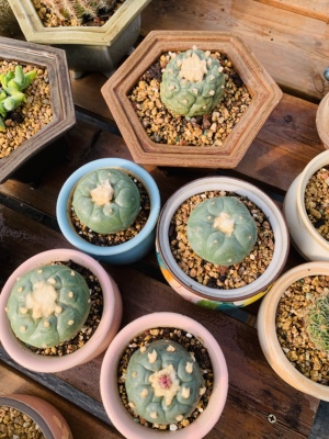 实生无刺仙人球如图尺寸7厘米左右如图五棵