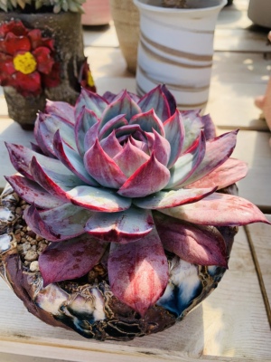 惊鸿仙子无砍多肉植物15厘米单头仙气多肉