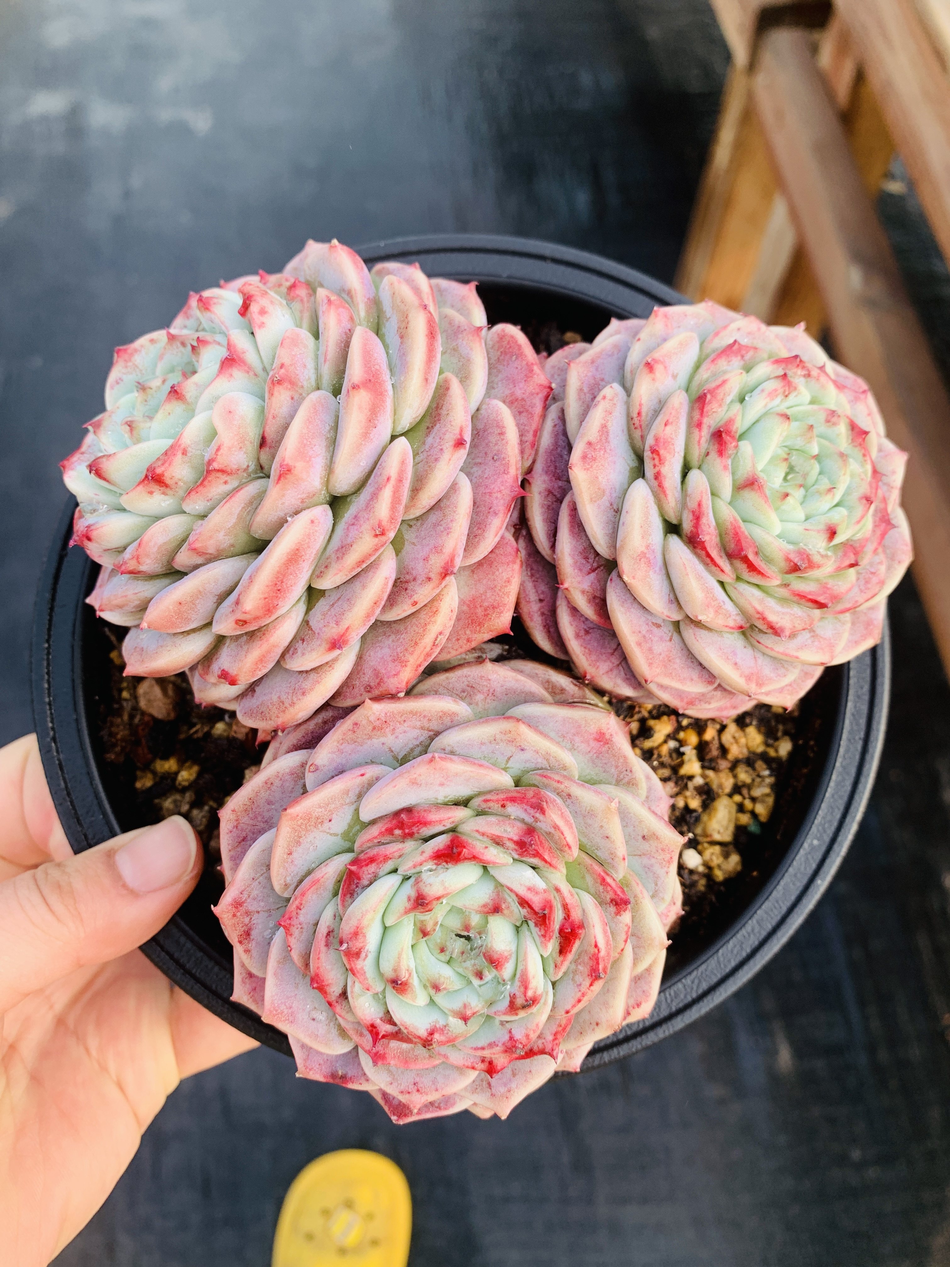 三头天鹅绒老桩无砍如图一致,鲜花速递/花卉仿真/绿植园艺,多肉植物,淘宝优惠券,粉丝福利购,淘宝优惠卷