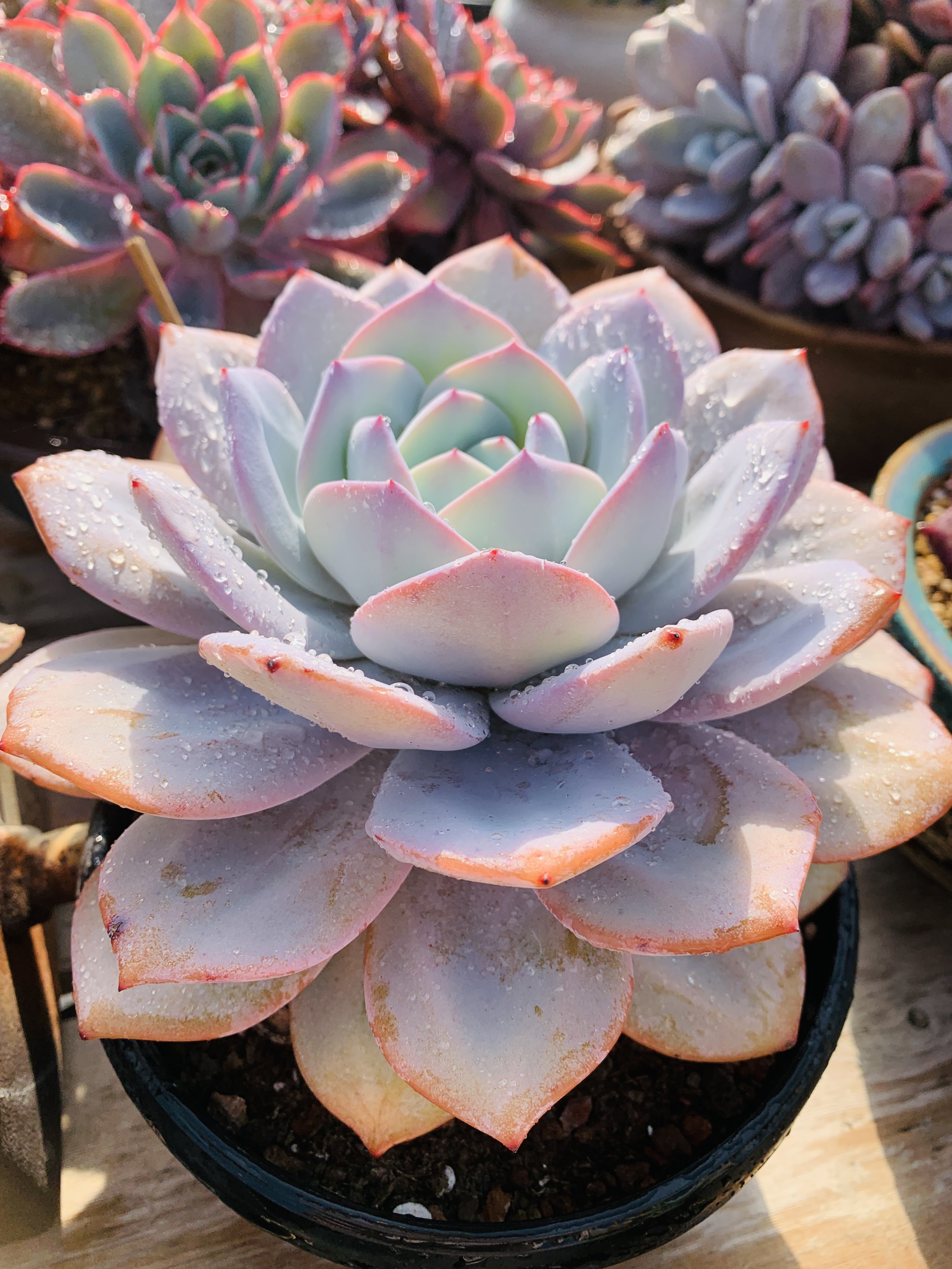 韩版奶茶母本木质大老桩顺丰包邮多肉植物仙气多肉