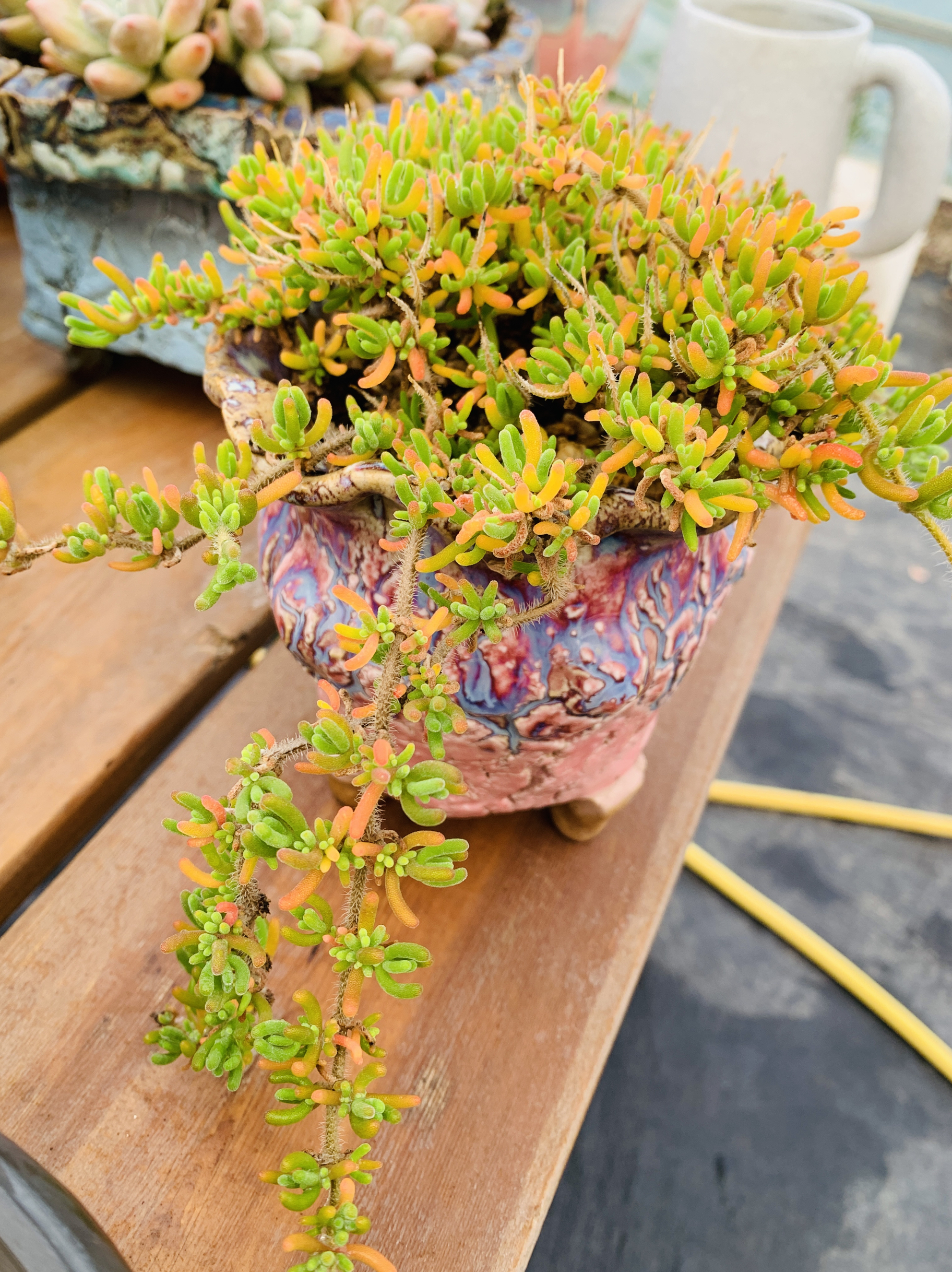 多肉植物番杏干枝整桩不是散的控养精品有桩叶片透明