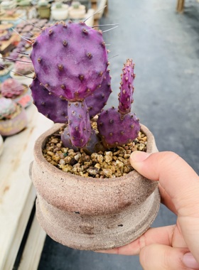 仙人掌团扇紫色仙人掌稀有一物一拍进口圣丽塔如图原产地基因