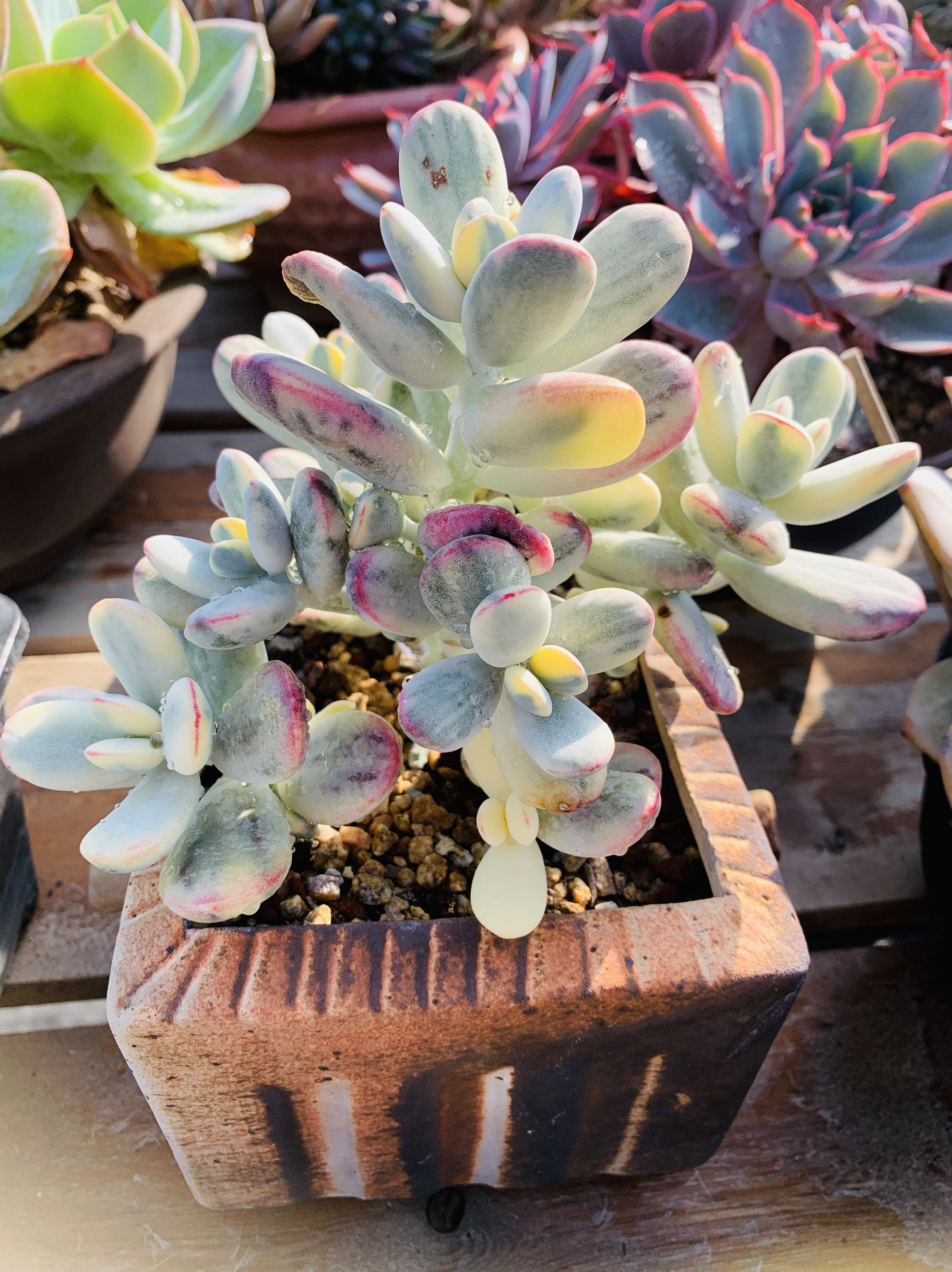 福娘锦无砍顺丰包邮