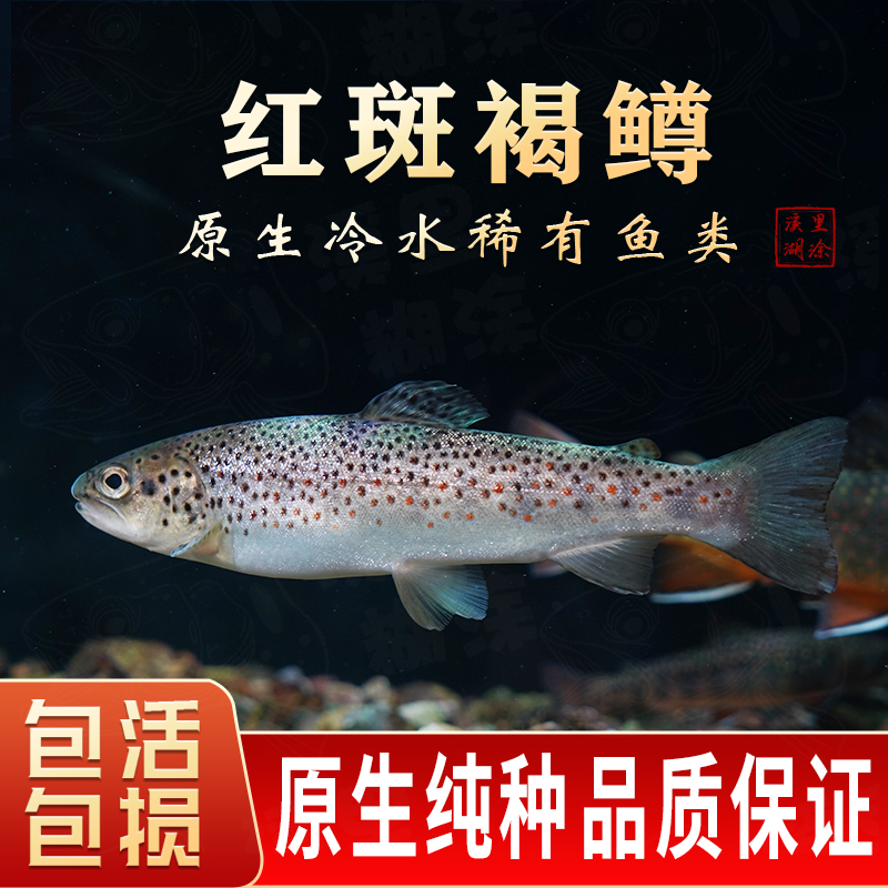 红斑褐鳟鱼苗观赏鱼小型淡水好养小鱼活观赏鱼冷水观赏鱼淡水鱼