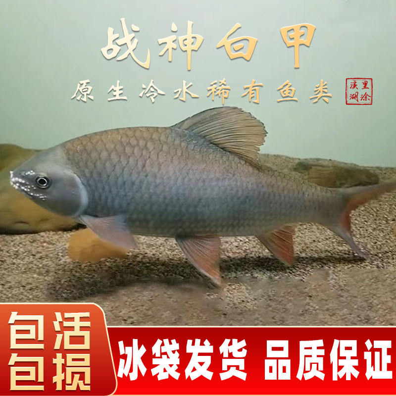 战神白甲鱼苗观赏鱼小型淡水好养小鱼活观赏鱼冷水观赏鱼淡水鱼