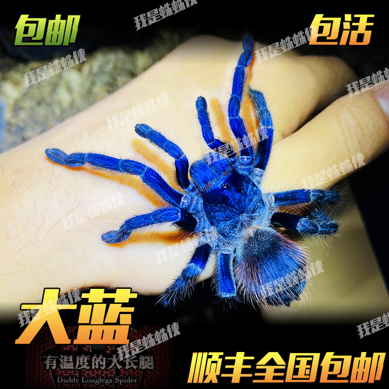 蓝色可爱温顺可上手巴西大蓝蛛宠物蜘蛛活体活物好养入门级新手