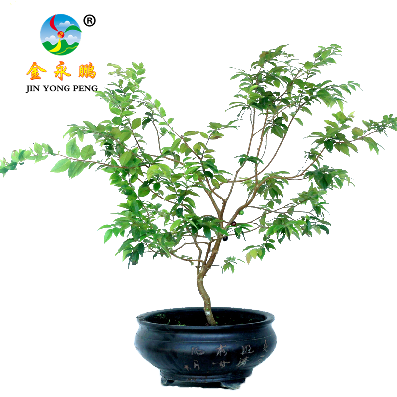 树葡萄嘉宝果【四季早生红妃】盆景客厅庭院阳台