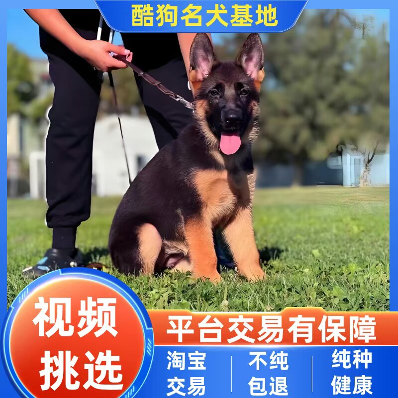纯种弓背黑背狼狗德国牧羊犬赛级