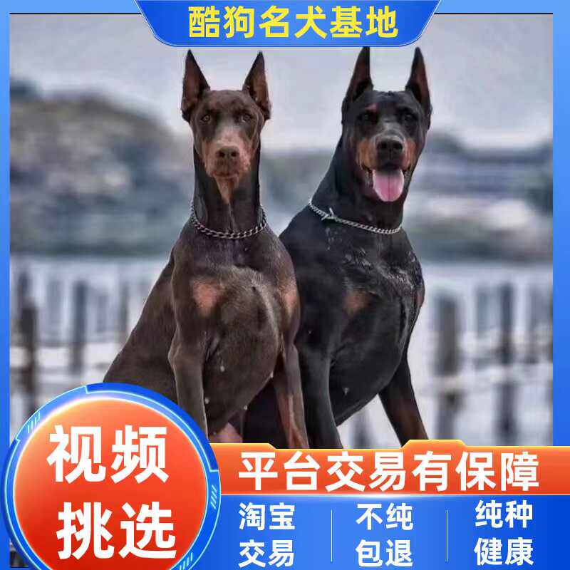纯种双血统迷你裁耳杜宾幼犬