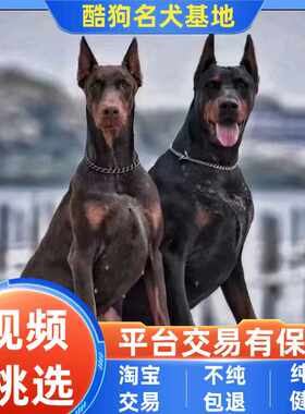 纯种双血统迷你裁耳杜宾幼犬